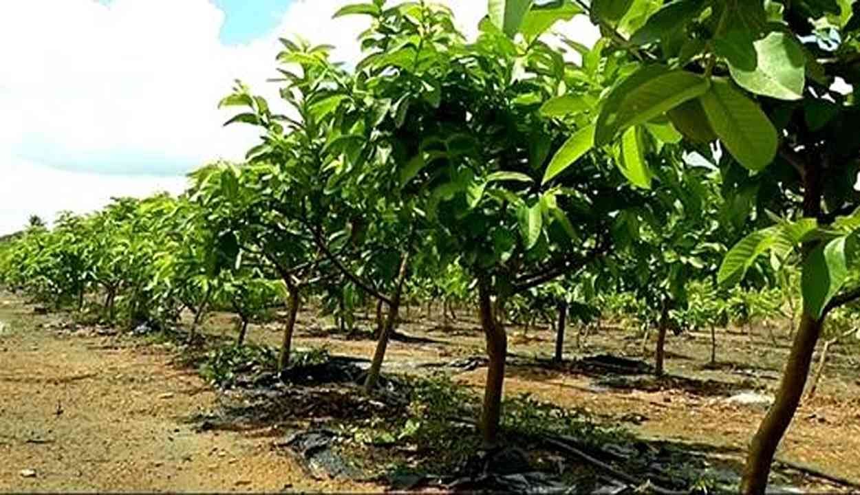 Guava cultivation