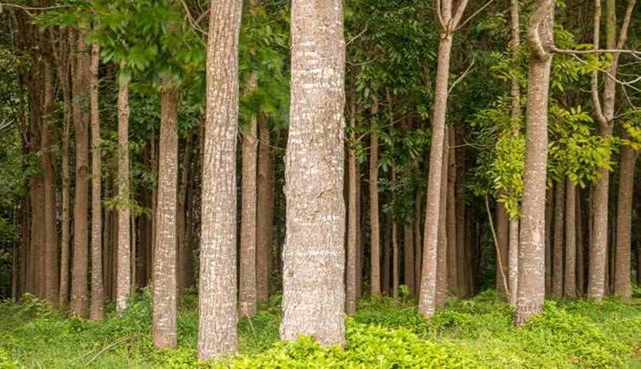 Mahogany tree farming