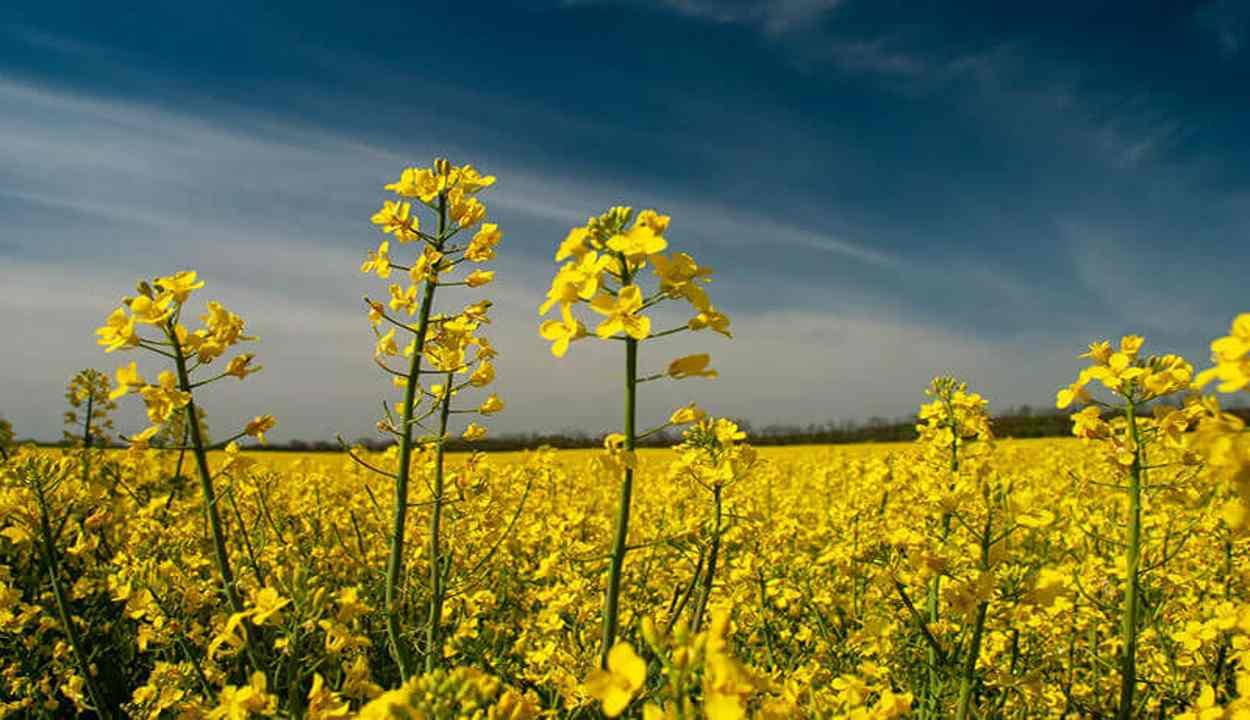 Mustard farming