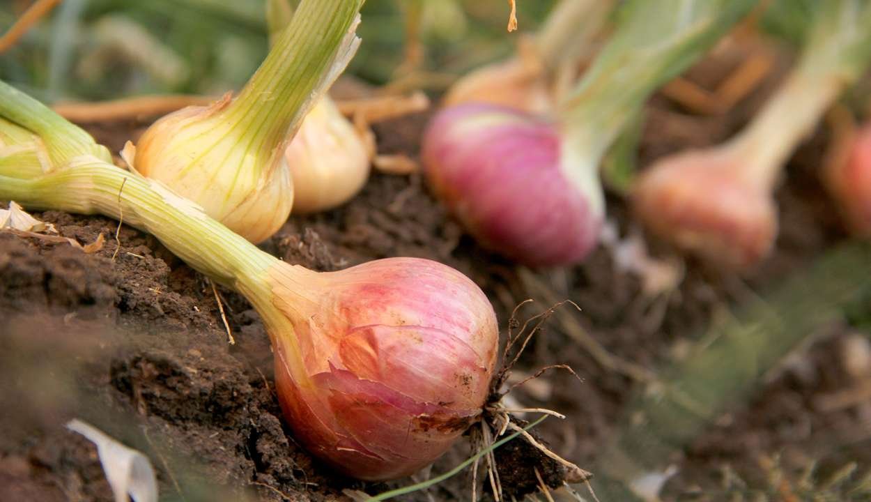 Onion cultivation