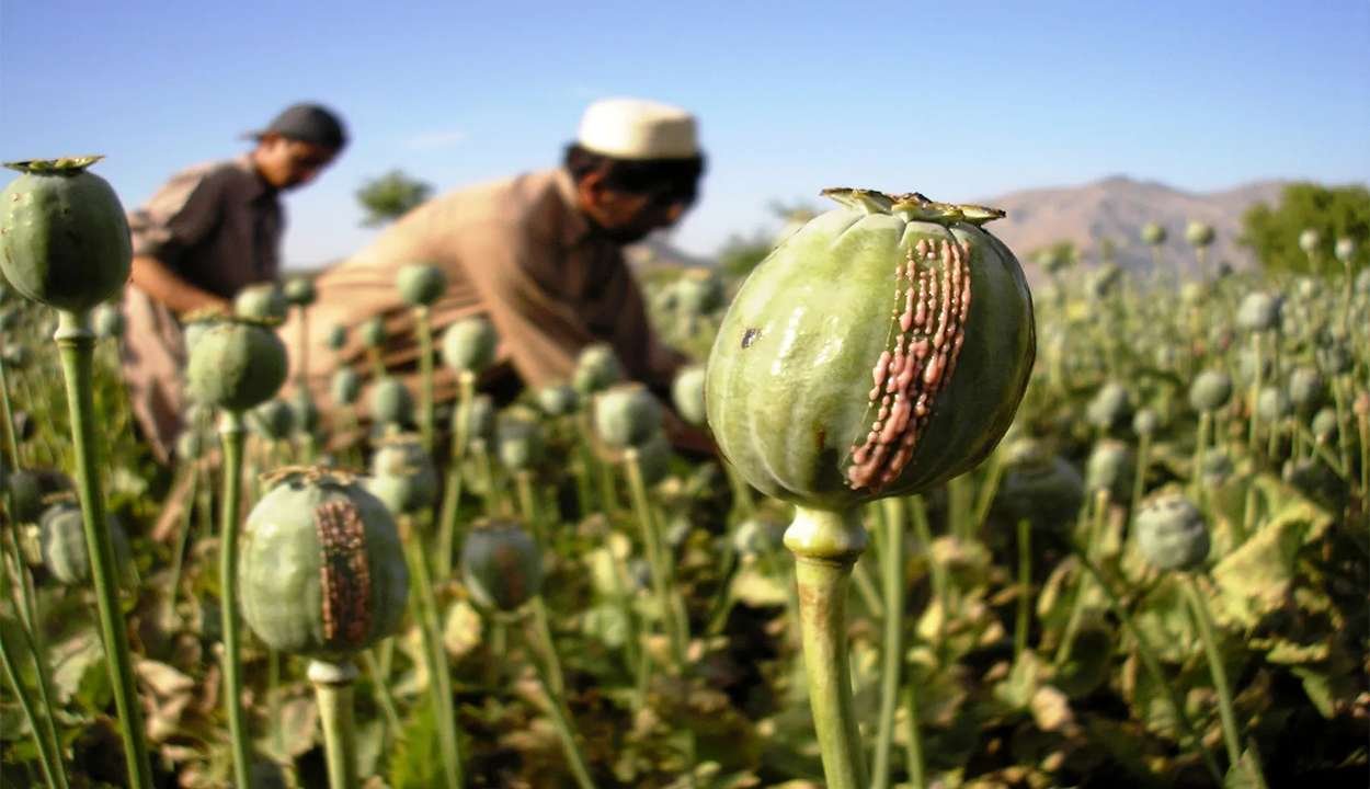 Opium cultivation