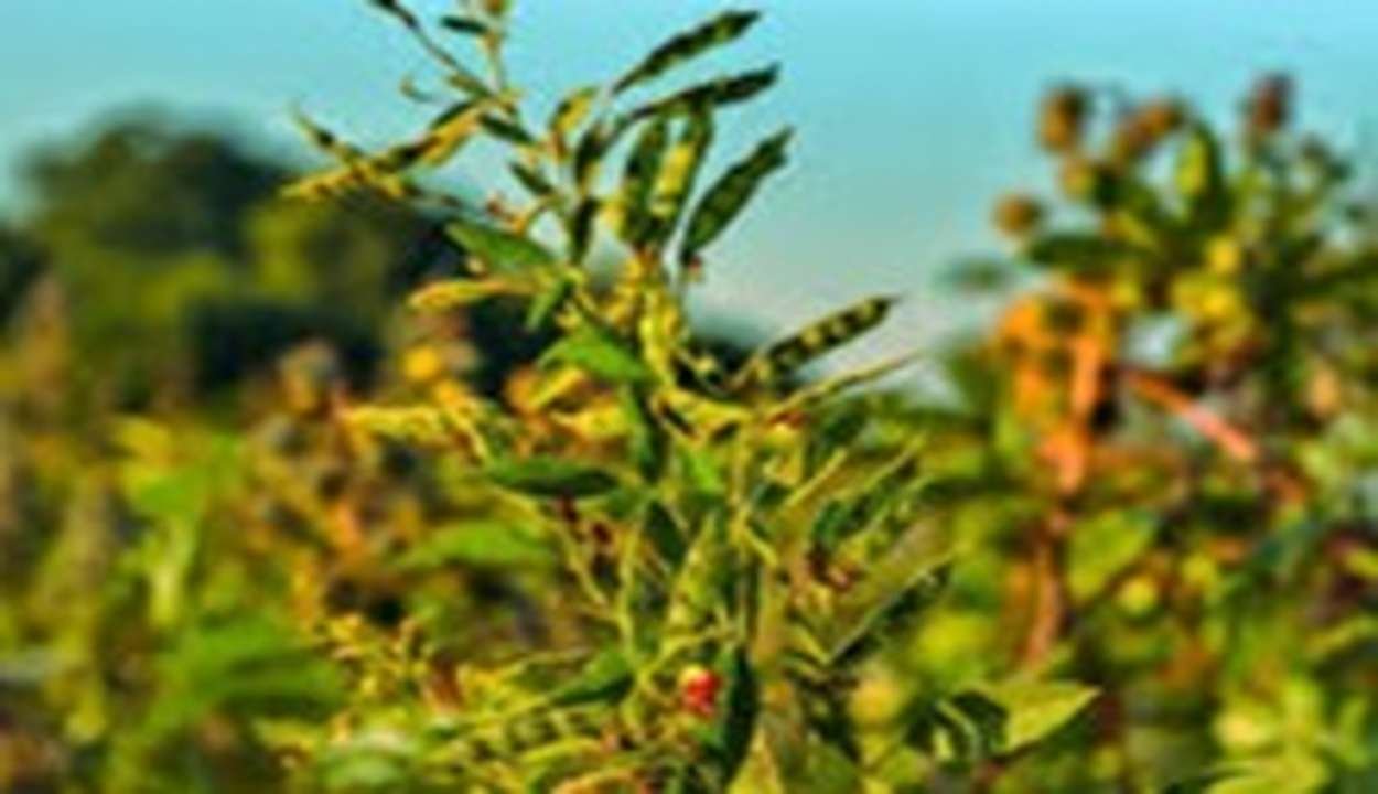 Pigeon pea cultivation