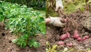 Potato farming tips