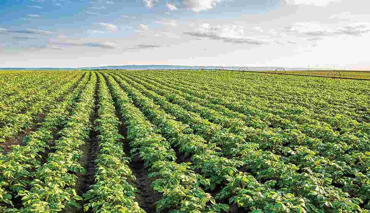 Protect potato crop
