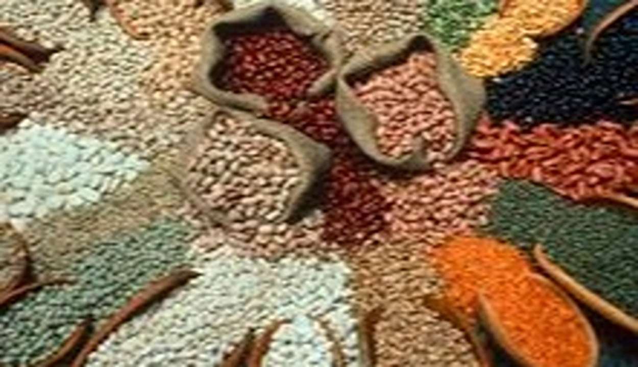 Pulse crop cultivation