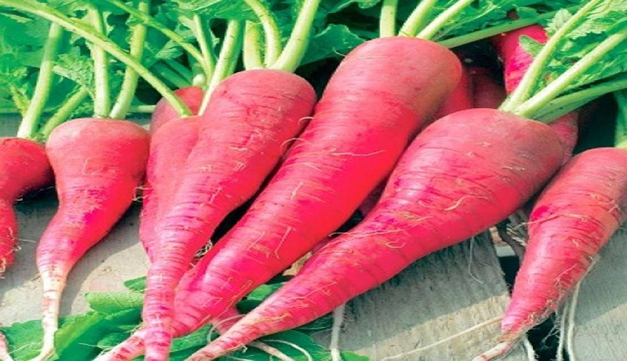 Red radish cultivation