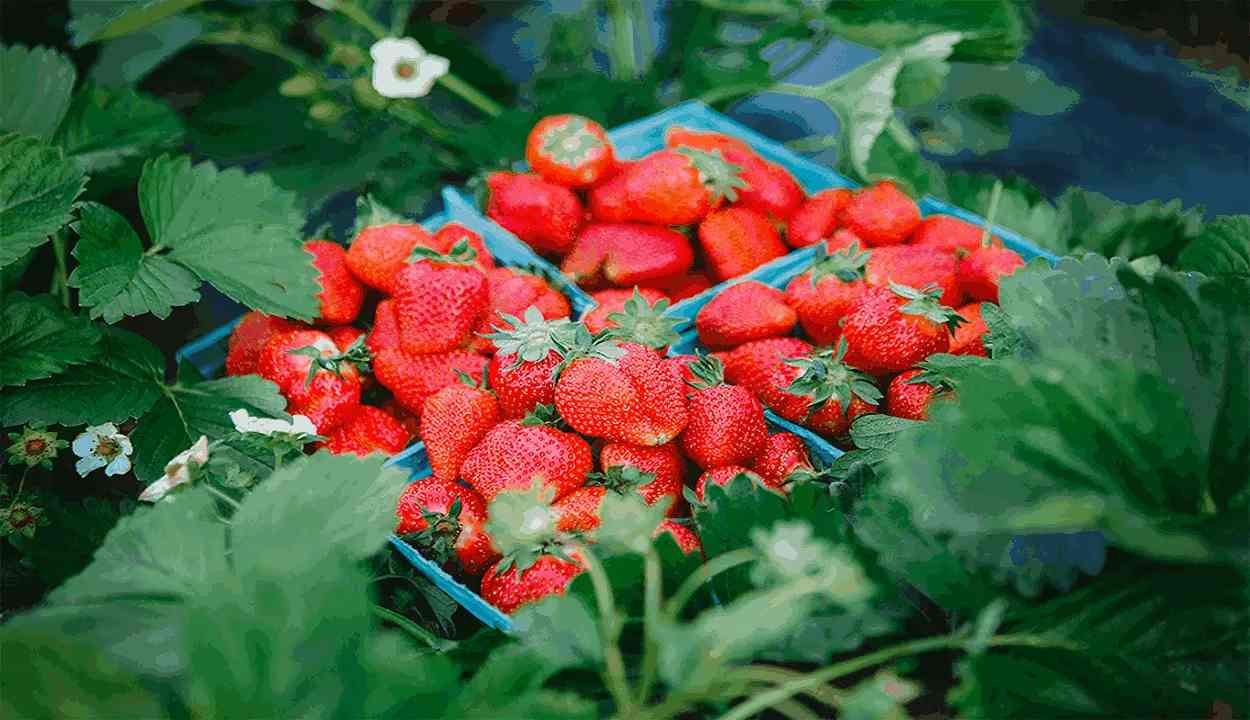 Strawberry cultivation
