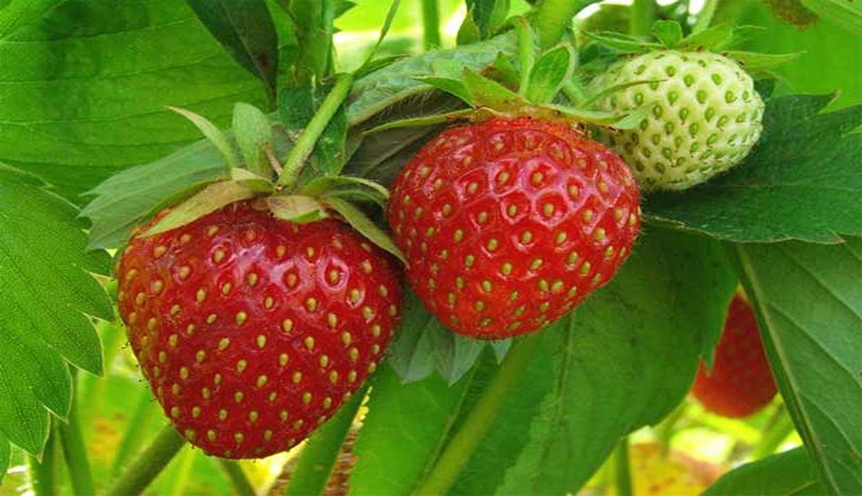 Strawberry cultivation