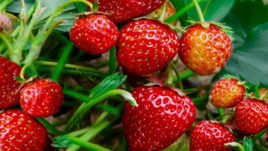 Strawberry farming tips
