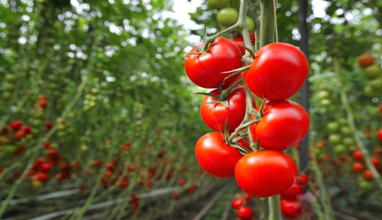 Tomato cultivation