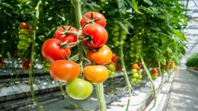 Tomato cultivation