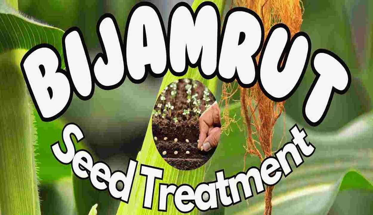 Use of beejamrit in farming