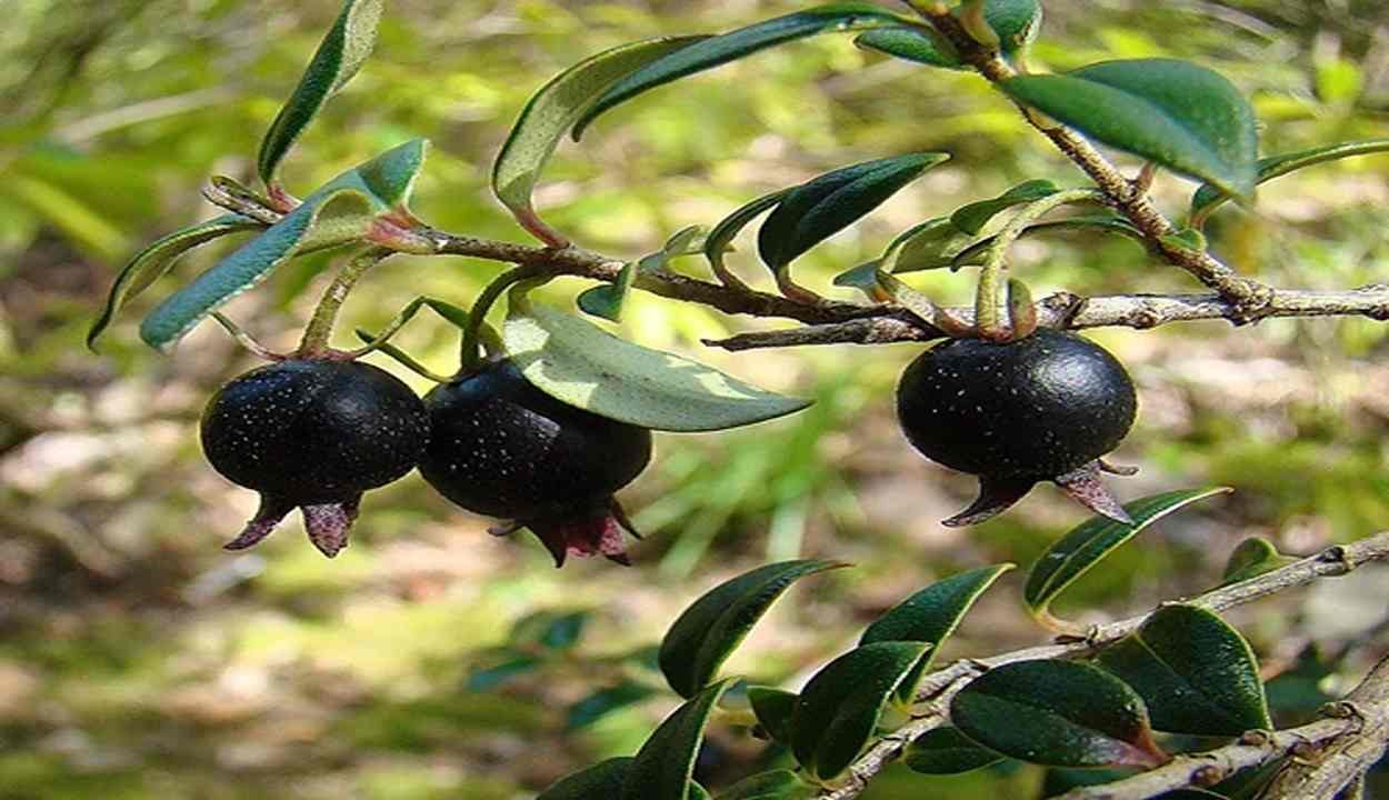 Black guava farming