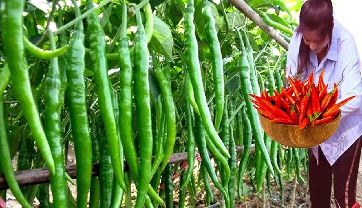 Chilli cultivation
