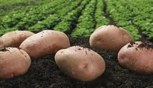 Potato crop