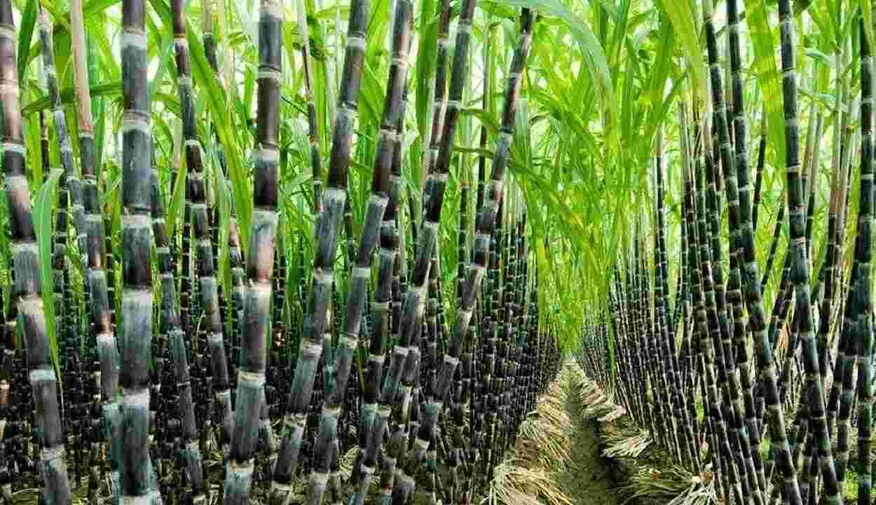 Sugarcane farming