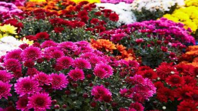 Chrysanthemum cultivation