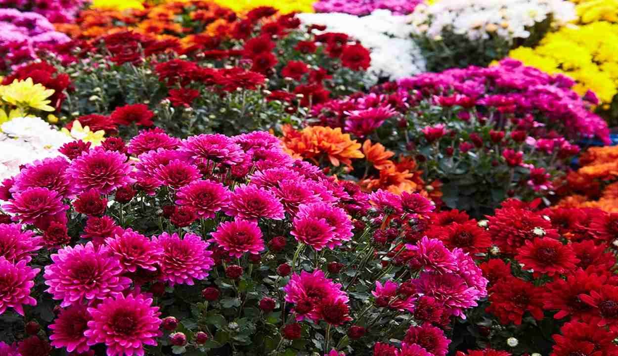 Chrysanthemum cultivation