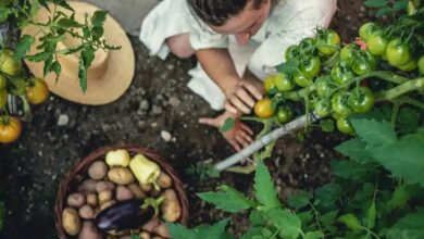 Cultivation of vegetables