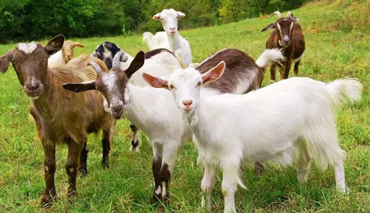 Goat farming