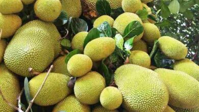 Jackfruit cultivation