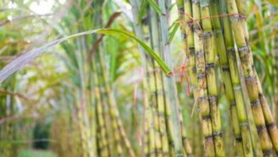 Sugarcane cultivation