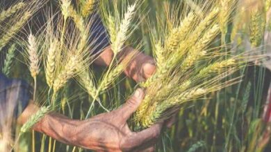 Wheat crop