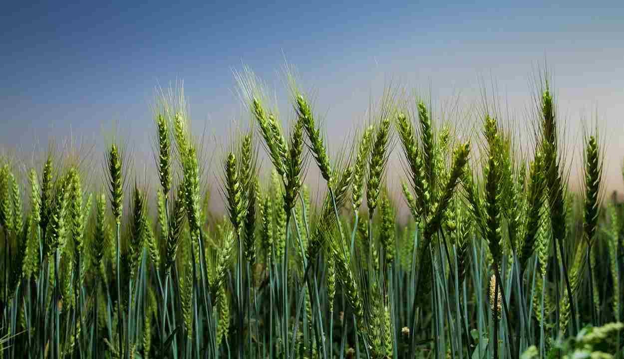 Wheat crop