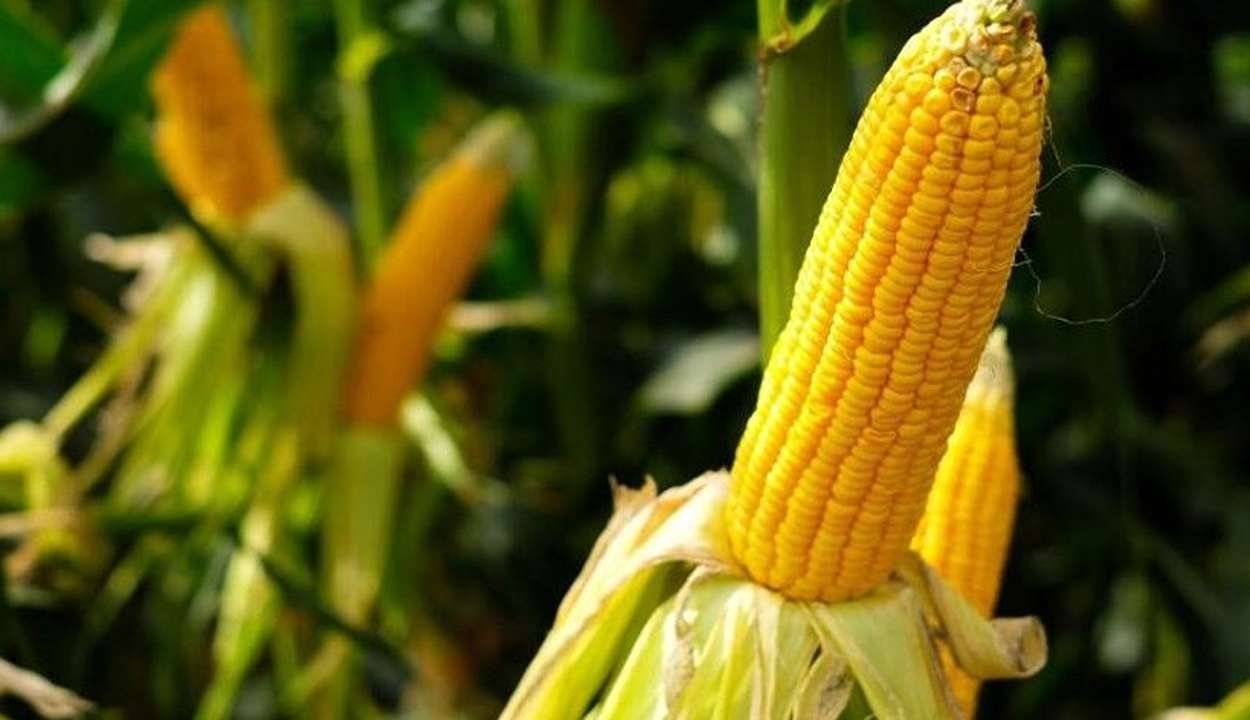 Accelerated maize development scheme
