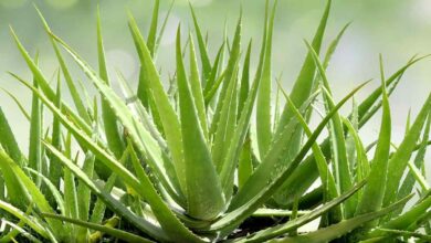 Aloe vera farming