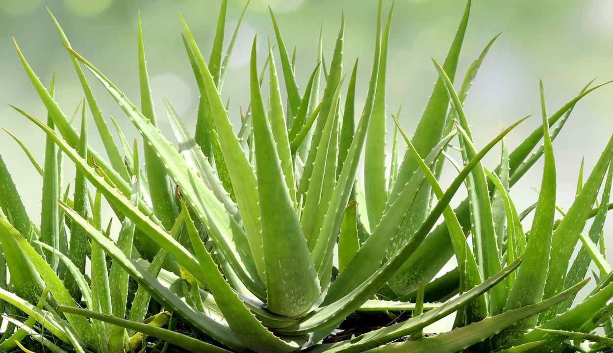 Aloe vera farming