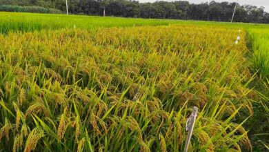 Basmati rice cultivation