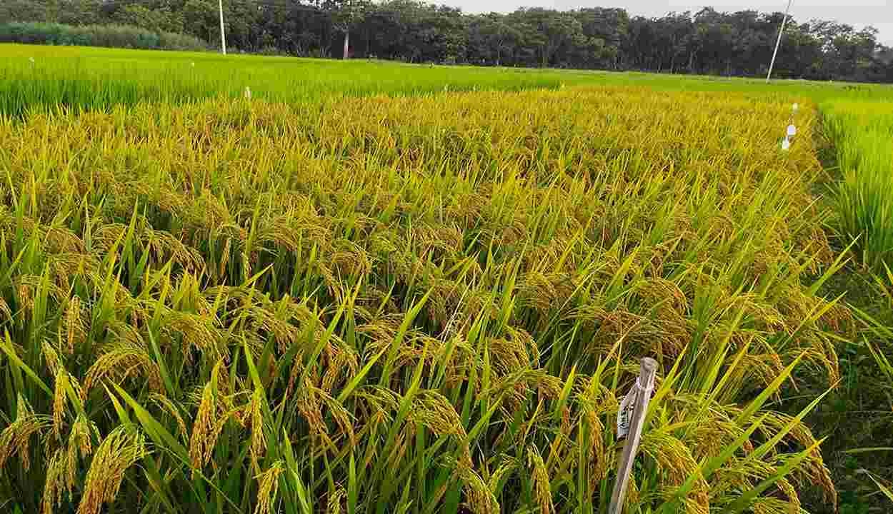 Basmati rice cultivation