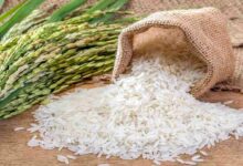 Basmati rice cultivation