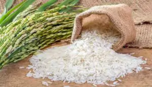 Basmati rice cultivation