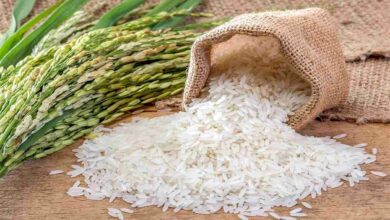 Basmati rice cultivation