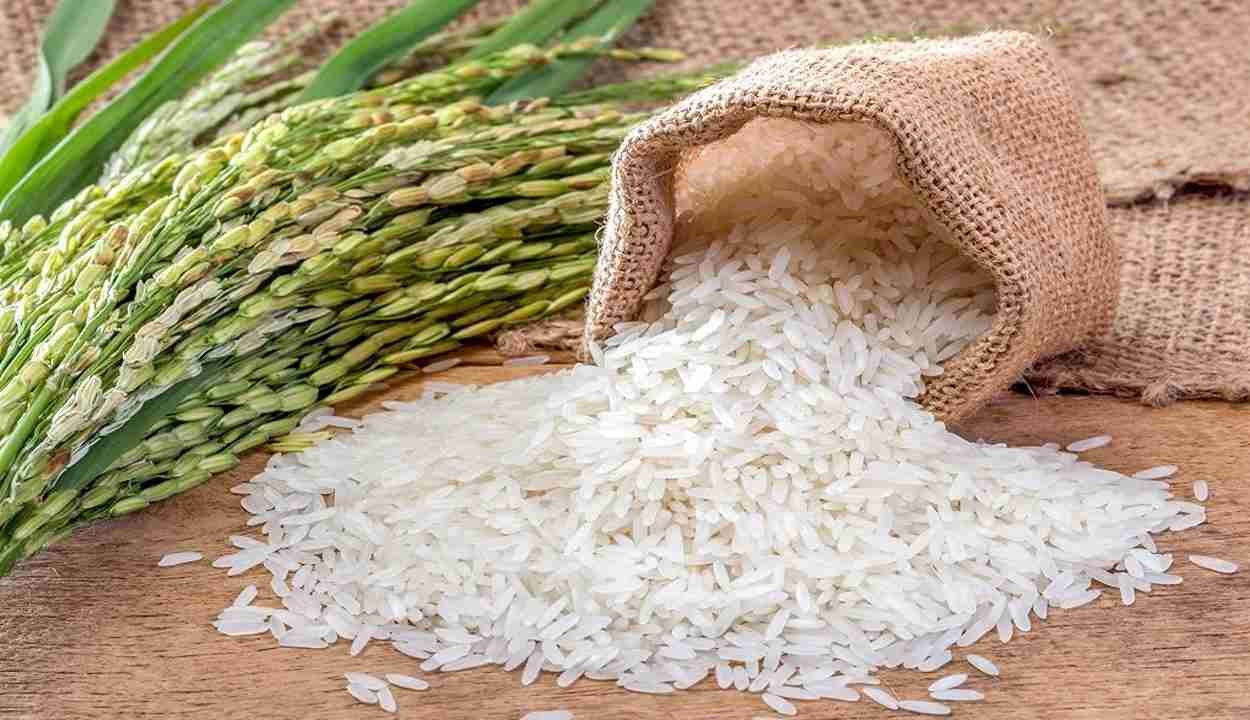 Basmati rice cultivation