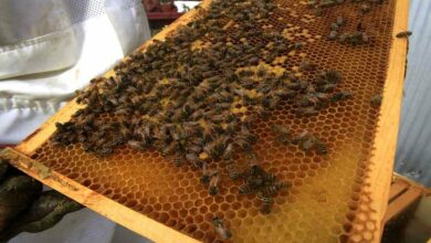 Beekeeping and honey production program 2024-25