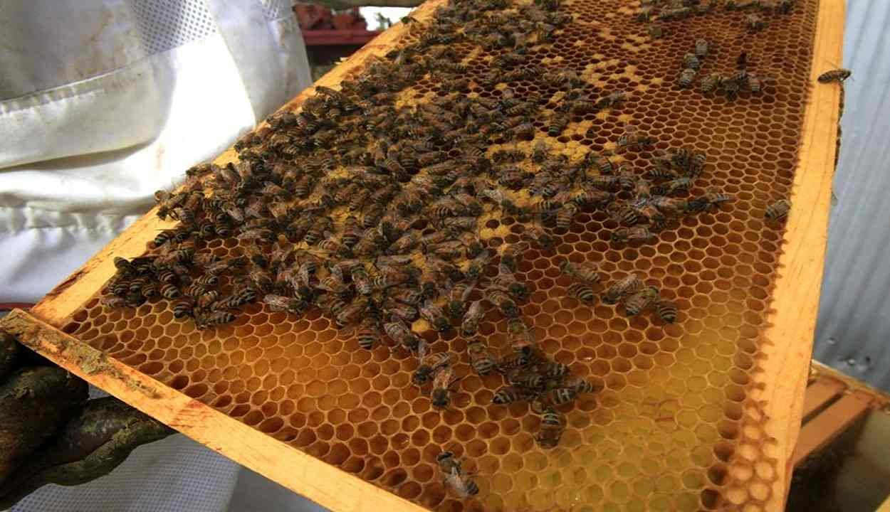 Beekeeping and honey production program 2024-25