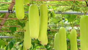 Bottle gourd farming tips