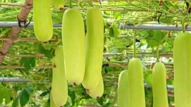Bottle gourd farming tips