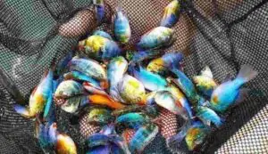 Colourful fish farming