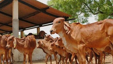 Cow rearing