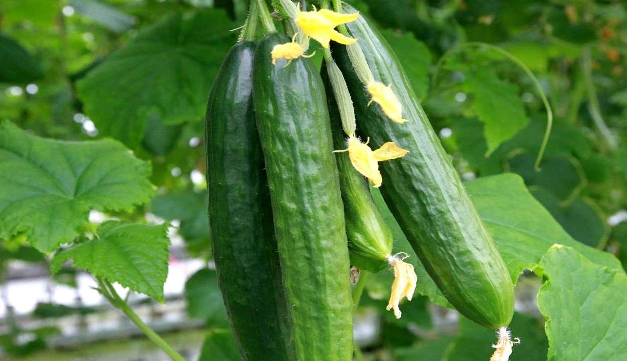 Cucumber cultivation benefits