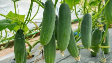 Cucumber farming tips