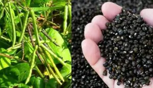 Cultivation of urad