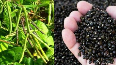 Cultivation of urad