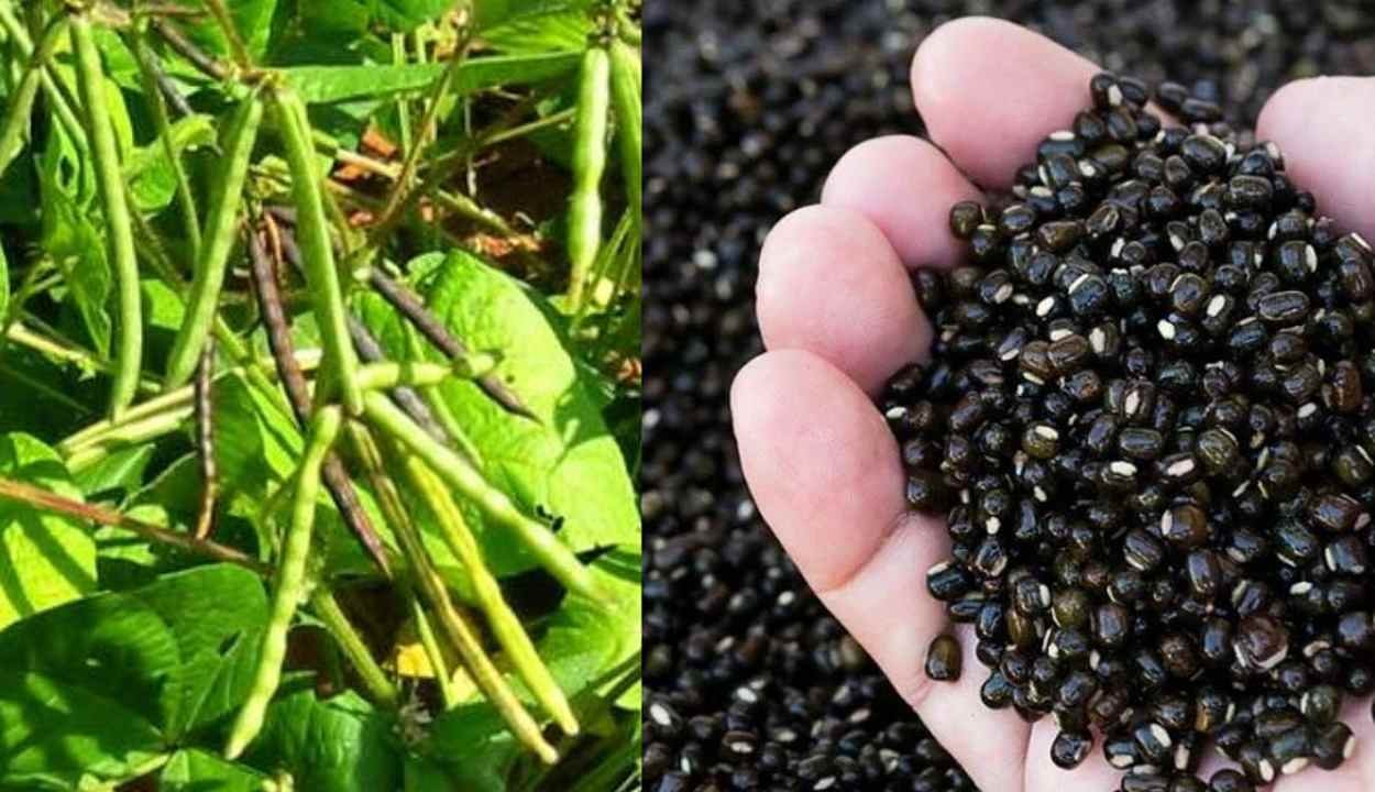 Cultivation of urad