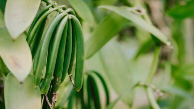 Cultivation of vanilla