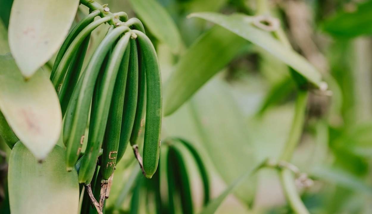 Cultivation of vanilla